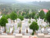 老人的墓地谁来迁比较好？迁坟需要注意哪些事项？